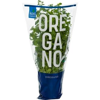 Kotimaista suomalainen oregano ruukussa