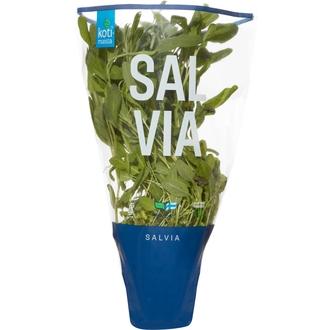 Kotimaista suomalainen salvia ruukussa