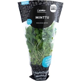 Luomu minttu ruukussa