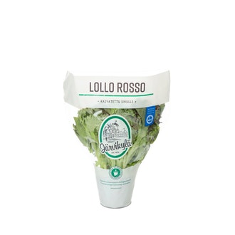 Järvikylä lollorosso salaatti ruukku kalorit ja ravintosisältö - 11 kcal